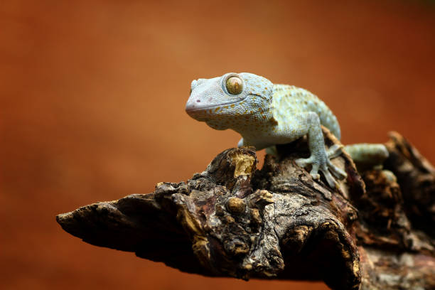 istock tokay gecko on wood with nature background 1290982765