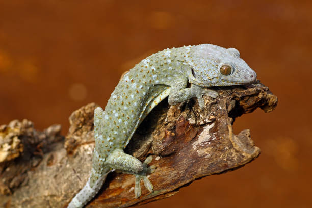 istock tokay gecko on wood with nature background 1290983536