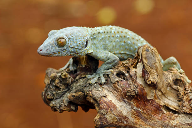 istock tokay gecko on wood with nature background 1290983545