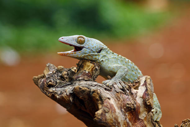 Giant Leaf-tail Gecko, Uroplatus fimbriatus, Nosy Mangabe park reserve, Madagascar. Angry gecko with opened mouth showing his red tongue as defense against the enemy. Endemic animal,Madagascar wildlife