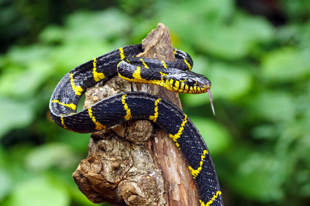 boiga dendrophila amarelo anelado, cobra anelada de ouro - snake tropical rainforest animal rainforest - fotografias e filmes do acervo