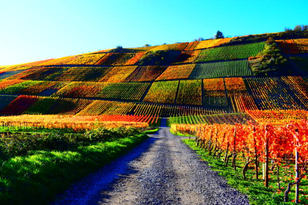 istock autumn colors in the vineyards 1290983690
