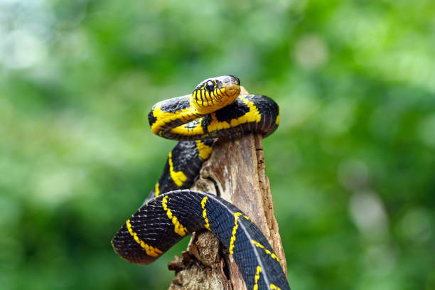 istock boiga dendrophila yellow ringed, gold ringed snake 1290983780