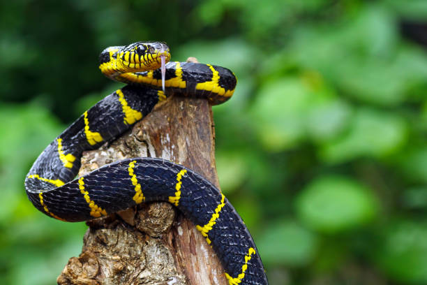 istock boiga dendrophila yellow ringed, gold ringed snake 1290983800