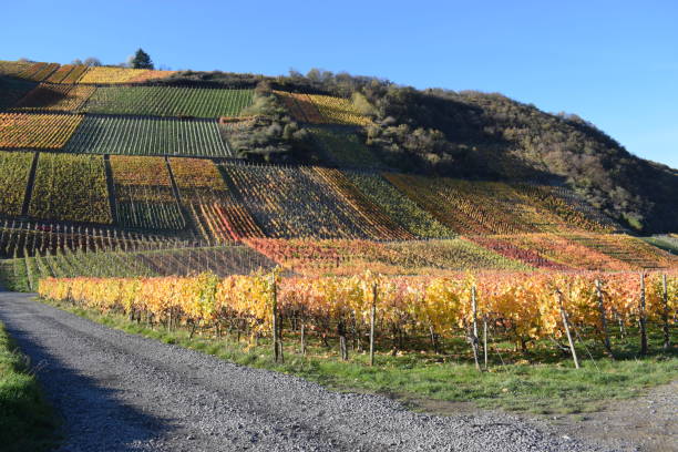 istock autumn colors in the vineyards 1290984132