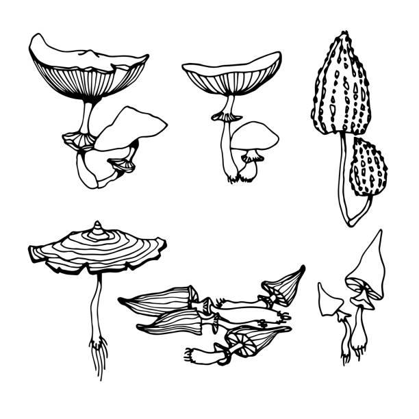 illustrations, cliparts, dessins animés et icônes de ensemble d’un champignon toxique de forêt, toadstools, ingrédient pour l’antidote magique, potions, drogues médicales - fatty acid