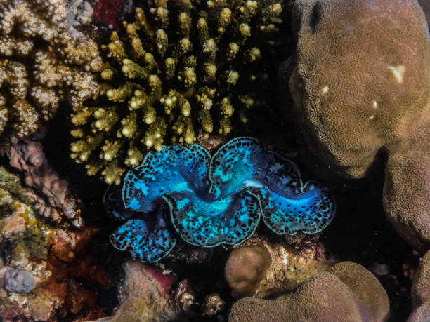 istock glowing blue giant clam in the red sea 1290984442