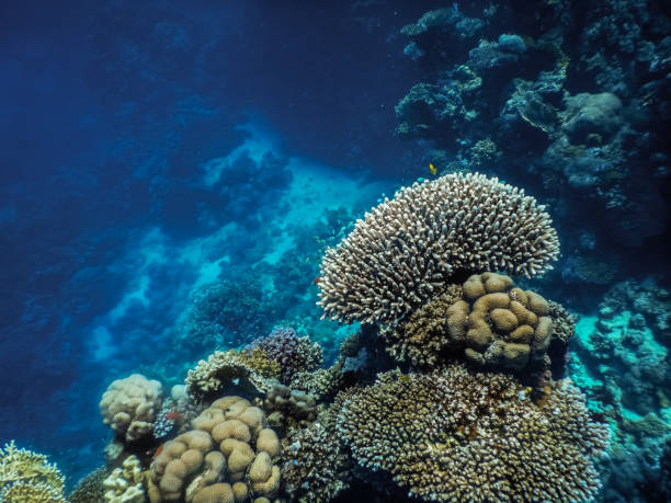 istock round corals and blue water in the deep while diving 1290984453