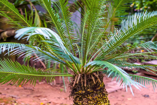 istock Cycadales tropical plant 1290985412