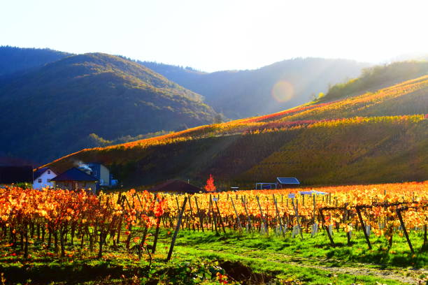 istock autumn colors in the vineyards 1290985749