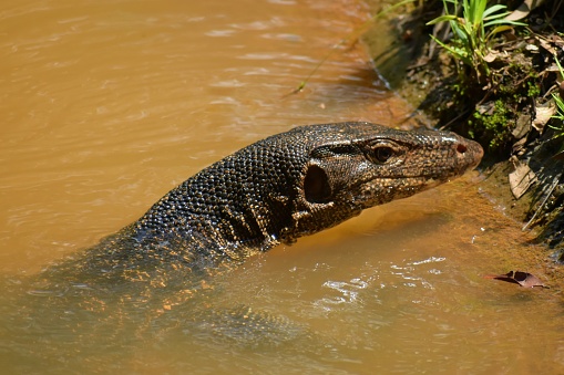 The asian water monitor is also called malayan water monitor, common water monitor, two-banded monitor, rice lizard, ring lizard, plain lizard and no-mark lizard as well as simply water monitor. It inhabits primarily lowland freshwater and brackish wetlands.