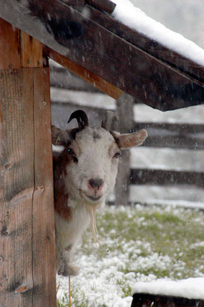 istock goat at the outside and on grass 1290986787
