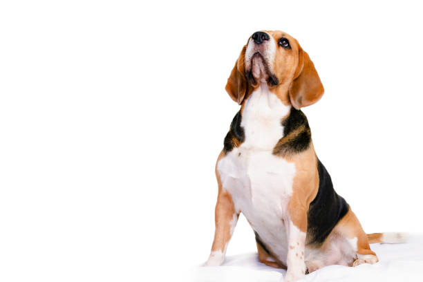istock funny dog beagle looking on white background 1290986866