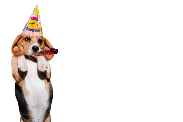 istock funny dog beagle in a party cap 1290986933