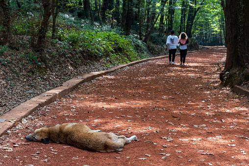 A couple walking for a healthy life and the stray dog sleeping on the road at the Autumn in the Belgrad Forest in Istanbul, Turkey.