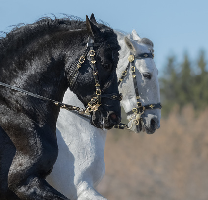 Portrait of two Andalusian horses in baroque bridle in motion. Selective focus on black horse.