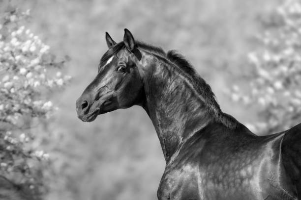 istock Black and white portrait of horse. 1290989376