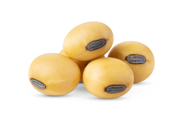 istock Soybeans seeds on white background 1290990229