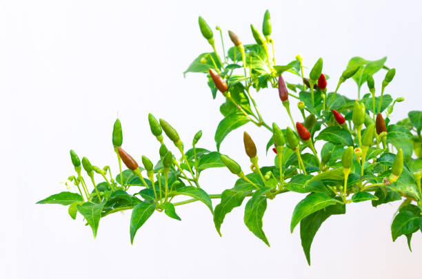 istock Partial focus of red and green color Chilli Padi in its tree. 1290990402