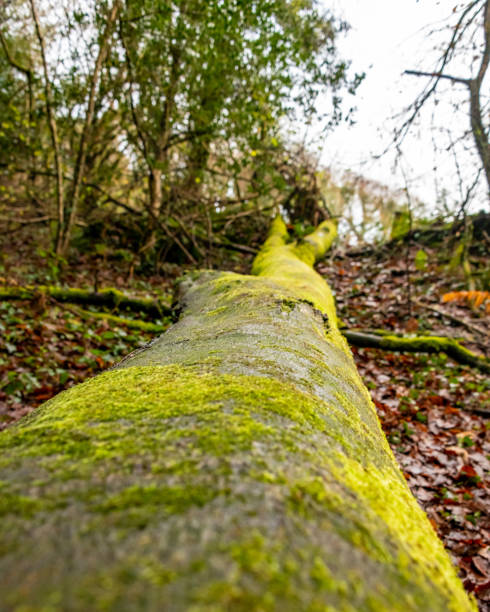 Close up of a fallen tree in a forest