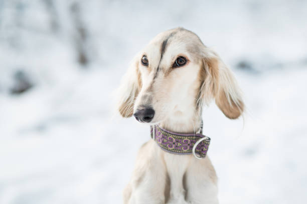 istock Saluki in winter forest close up portrait. 1290991896