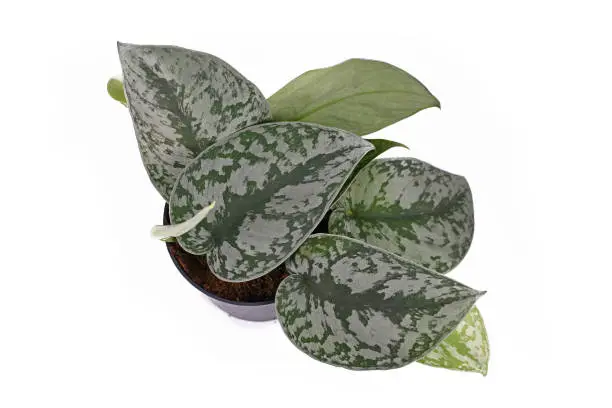 Photo of Top view of exotic 'Scindapsus Pictus Exotica' or 'Satin Pothos' houseplant with large leaves with velvet texture and silver spot pattern