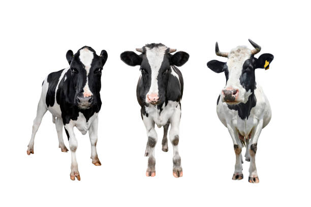 istock Three black and white spotted cows full length isolated on white background. 1290991984