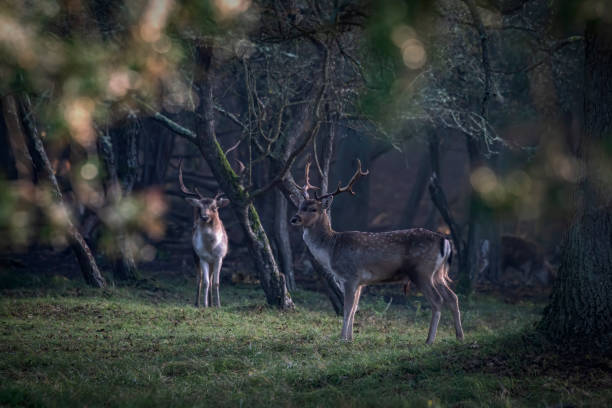 istock Two male Fallow deer (Dama dama) in rutting season 1290992959