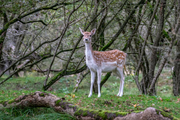 istock Fallow deer (Dama dama) in rutting season in  the forest 1290992989