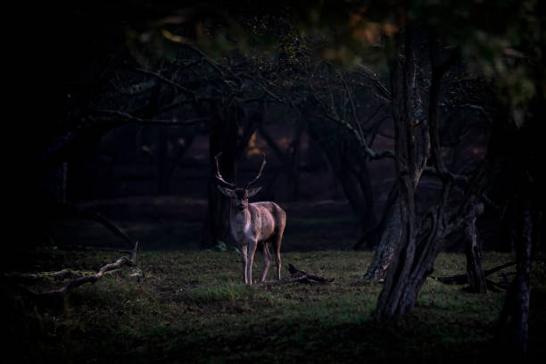 istock Fallow deer (Dama dama) in rutting season in  the forest 1290993035