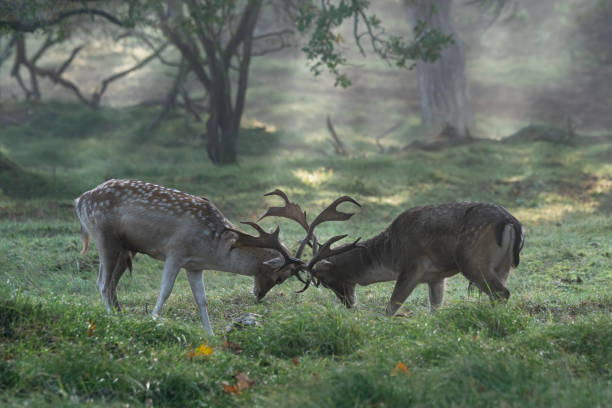 istock Fallow deer (Dama dama) fighting in rutting season on the field 1290993134