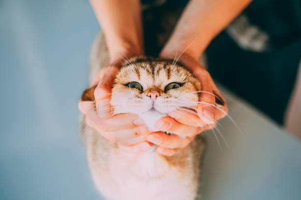 istock Very Cute British Shorthair Cat 1290994297