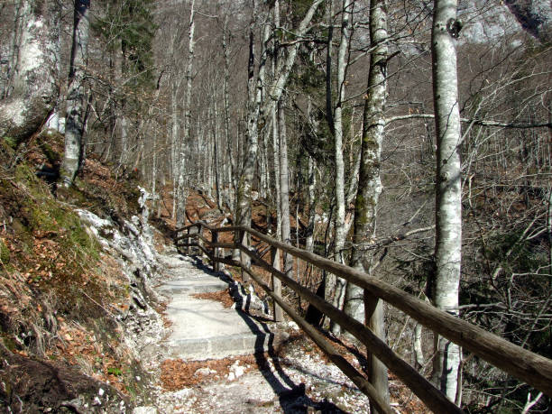 hiking trail towards savica or sava bohinjka river, triglav national park (triglavski narodni park) - ukanc, slovenia - narodni park imagens e fotografias de stock