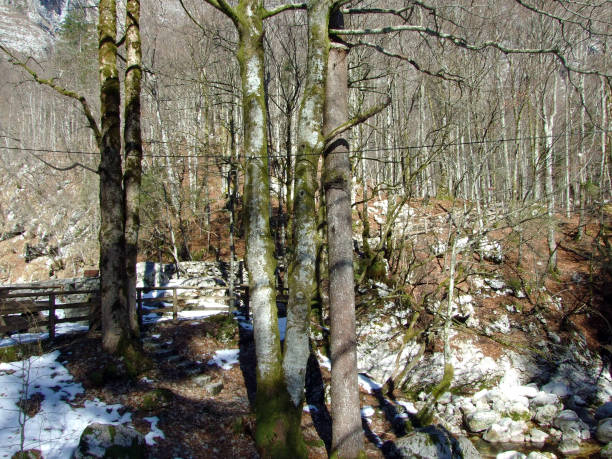 hiking trail towards savica or sava bohinjka river, triglav national park (triglavski narodni park) - ukanc, slovenia - narodni park imagens e fotografias de stock