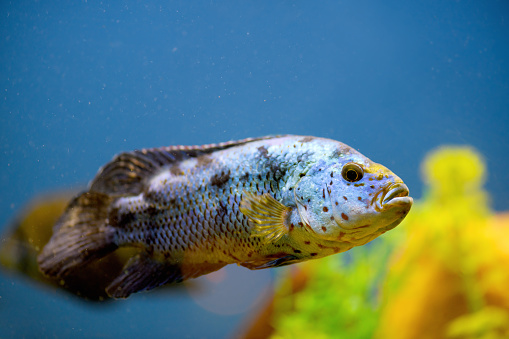 Oscar fish, tiger oscar, marble cichlid (Astronotus ocellatus).