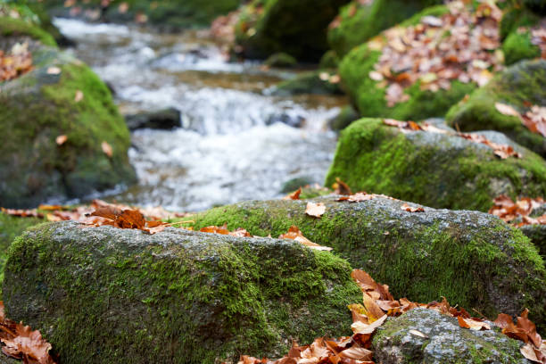 Photo of Small waterfall flows through landscape with lots of stones and autumn leaves. closeup.