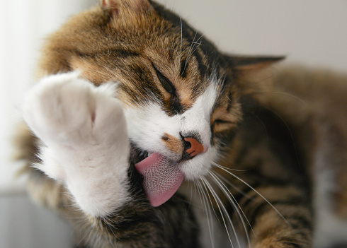 Lovely cat licking his paw for clean his hairs