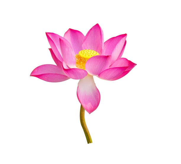 istock lotus flower on white background 1290996840