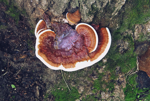 Reddish laccate species seen from above.