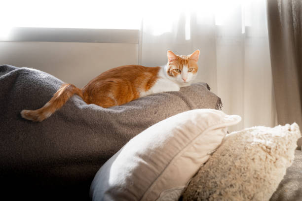 istock brown and white cat with yellow eyes lying on the sofa under de window 1290998120