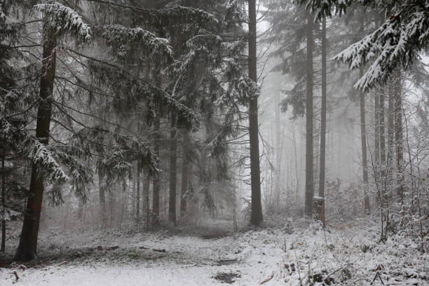 istock Foggy morning in a snowy winter forest 1290998892