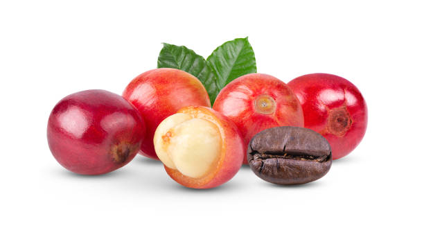 istock coffee beans  ripe and unripe berries on white background 1290999268