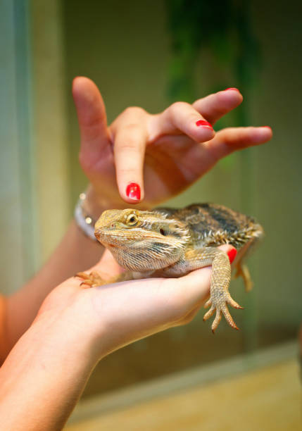 istock beautiful green lizard with thorns in female hands. Close-up 1290999845