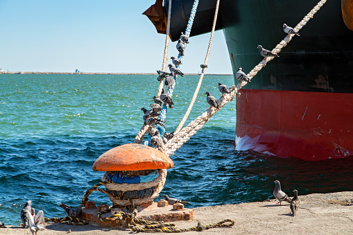 Birds standing on moored rope in a commercial dock.