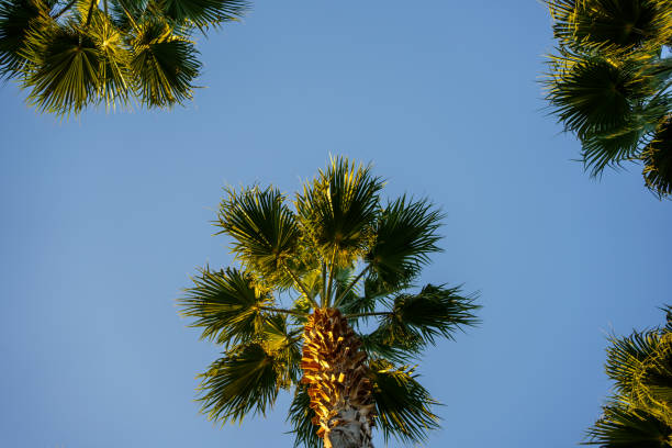 istock palm tree leaves against the sky. rest and travel. tropics. 1291001839