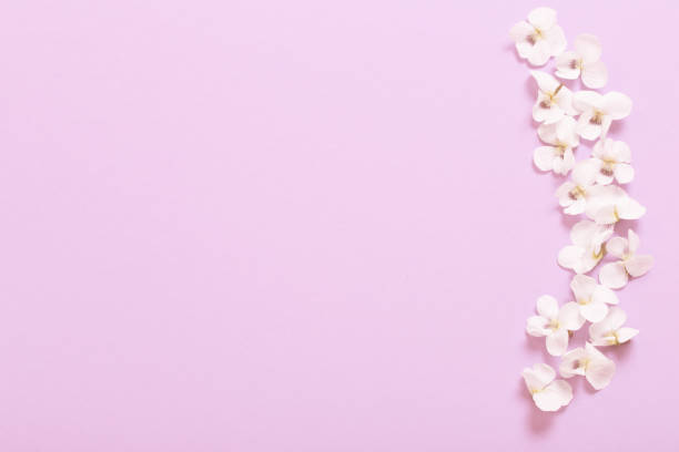 istock viola flowers on color paper  background 1291002983