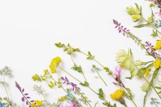 istock beautiful wild flowers on white background 1291002987