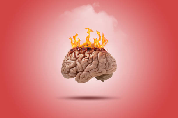 cerveau en feu - cerveau danimal photos et images de collection