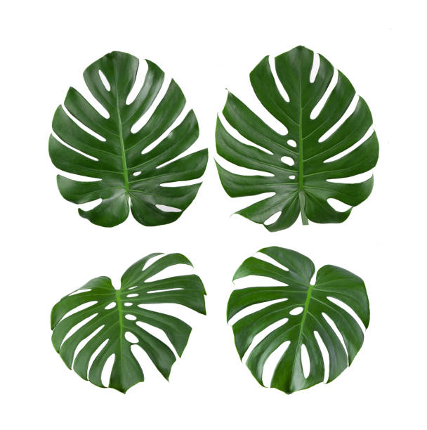 istock tropical jungle Monstera leaves isolated on white background 1291005565