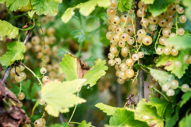 istock Tasty golden currant berries 1291005958